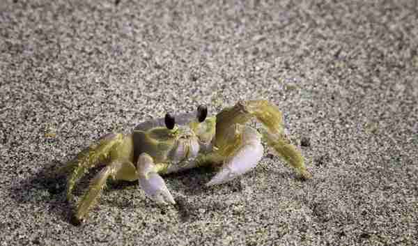 10种奇怪的螃蟹：有五颜六色的体色，有稀奇古怪的模样