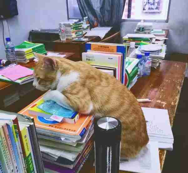 橘猫竟成名校高材生？凭借认真学习，猫咪赶超众多学员获得学位