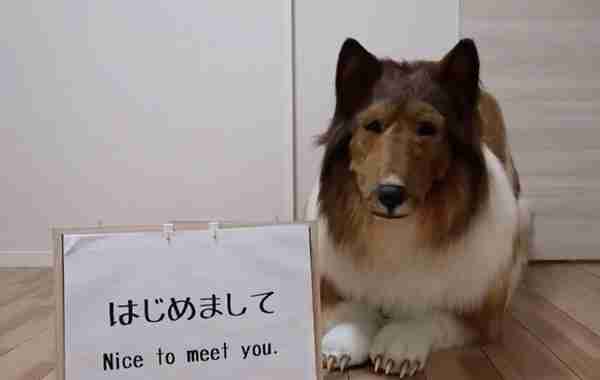 不想再做人，日本男子花了200万让自己变成了"狗"