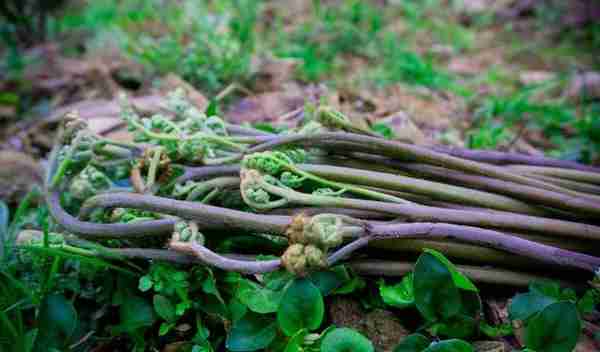 49种野菜大图片，带你见识不同的野菜和吃法，你想要的野菜这里有