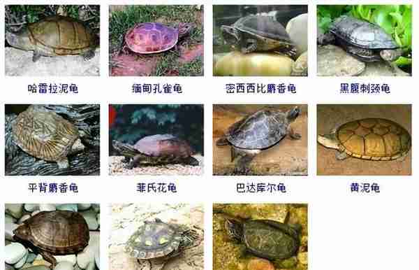 龟龟品种大全(带图片)，各位龟友快来对比收藏一下!